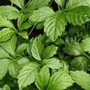 Gynostemma quinquefolia