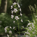 Small-flowered willow extract